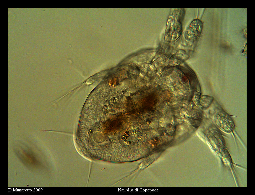 Nauplio di Copepode